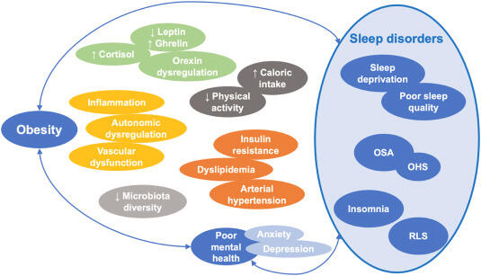 Béo phì và rối loạn giấc ngủ tạo thành vòng xoáy bệnh lý hai chiều qua hormone, chuyển hoá và sức khỏe tinh thần.