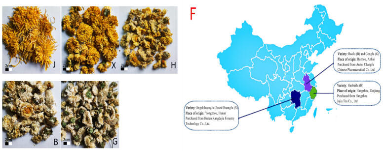 Sự đa dạng của các giống hoa cúc phổ biến và vùng trồng chính tại Trung Quốc.